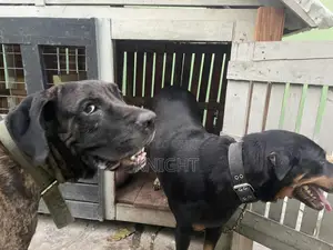 Male Brindle Pedigree Boerboel For Stud (Crossing)