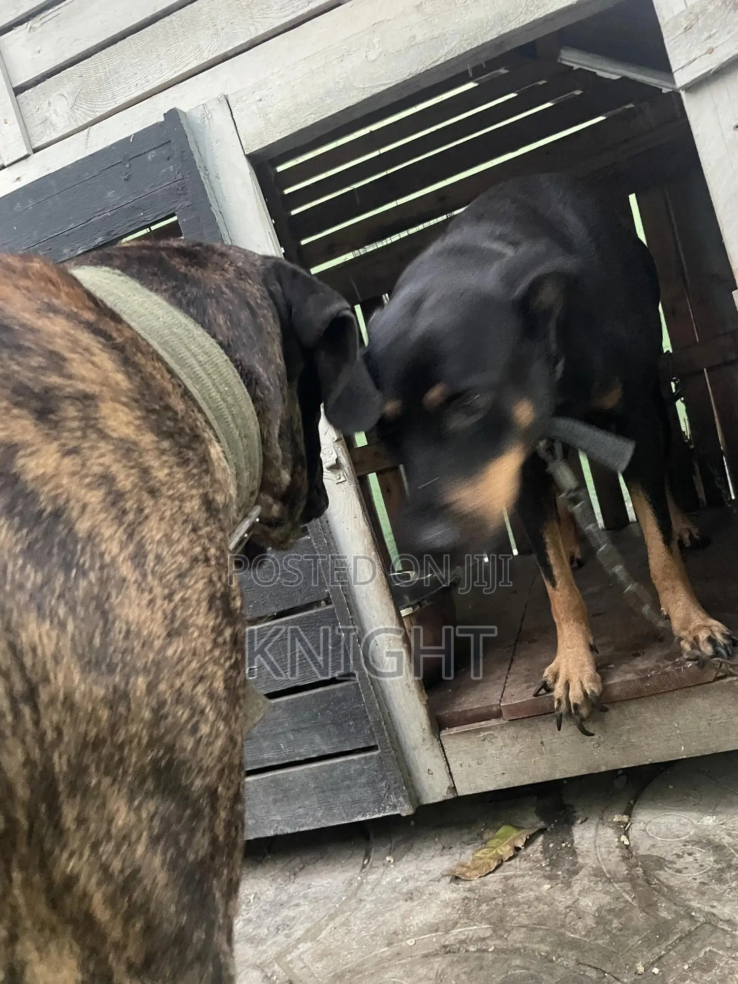 Male Brindle Pedigree Boerboel For Stud (Crossing)
