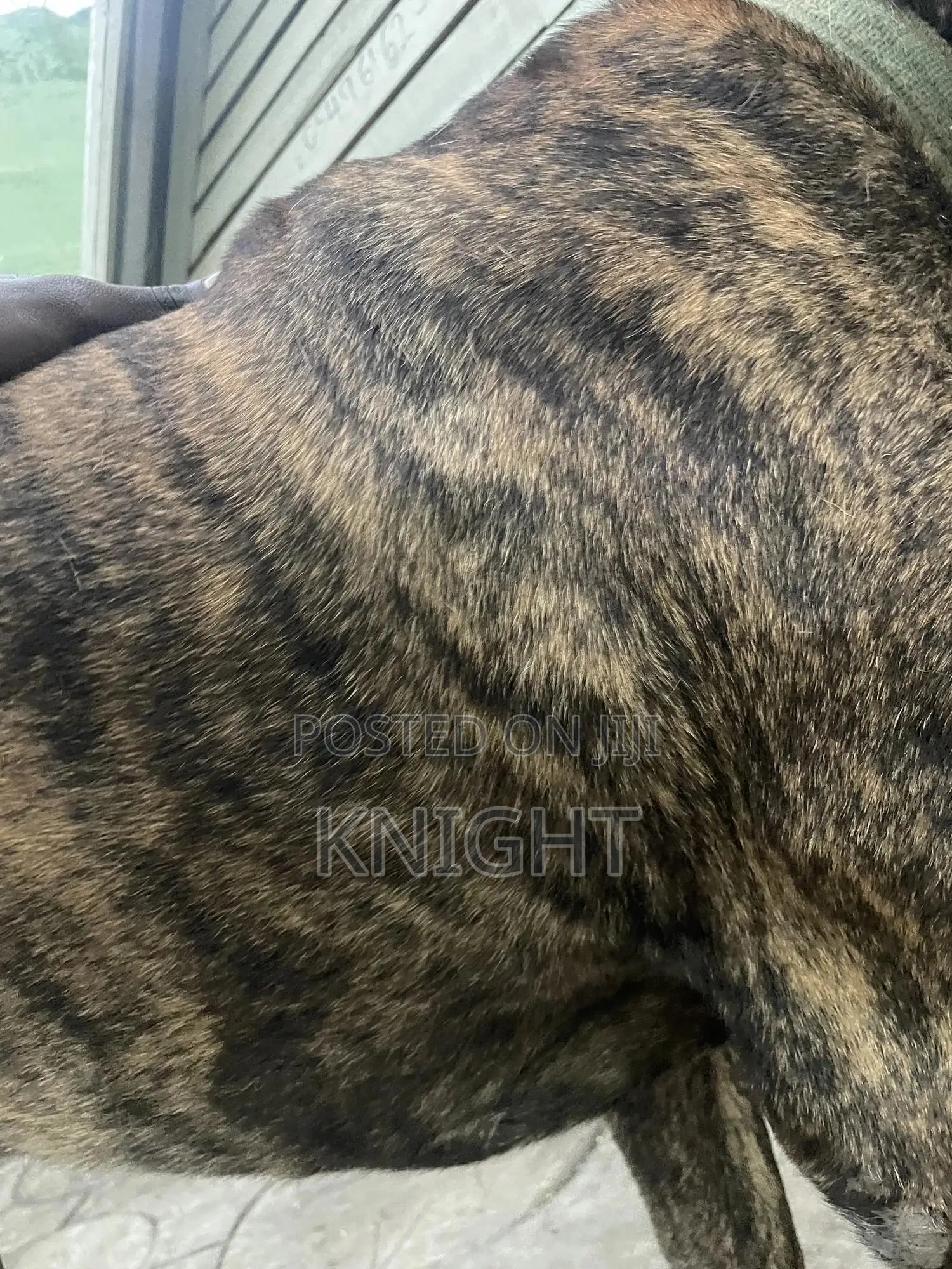 Male Brindle Pedigree Boerboel For Stud (Crossing)