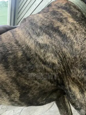 Male Brindle Pedigree Boerboel For Stud (Crossing)