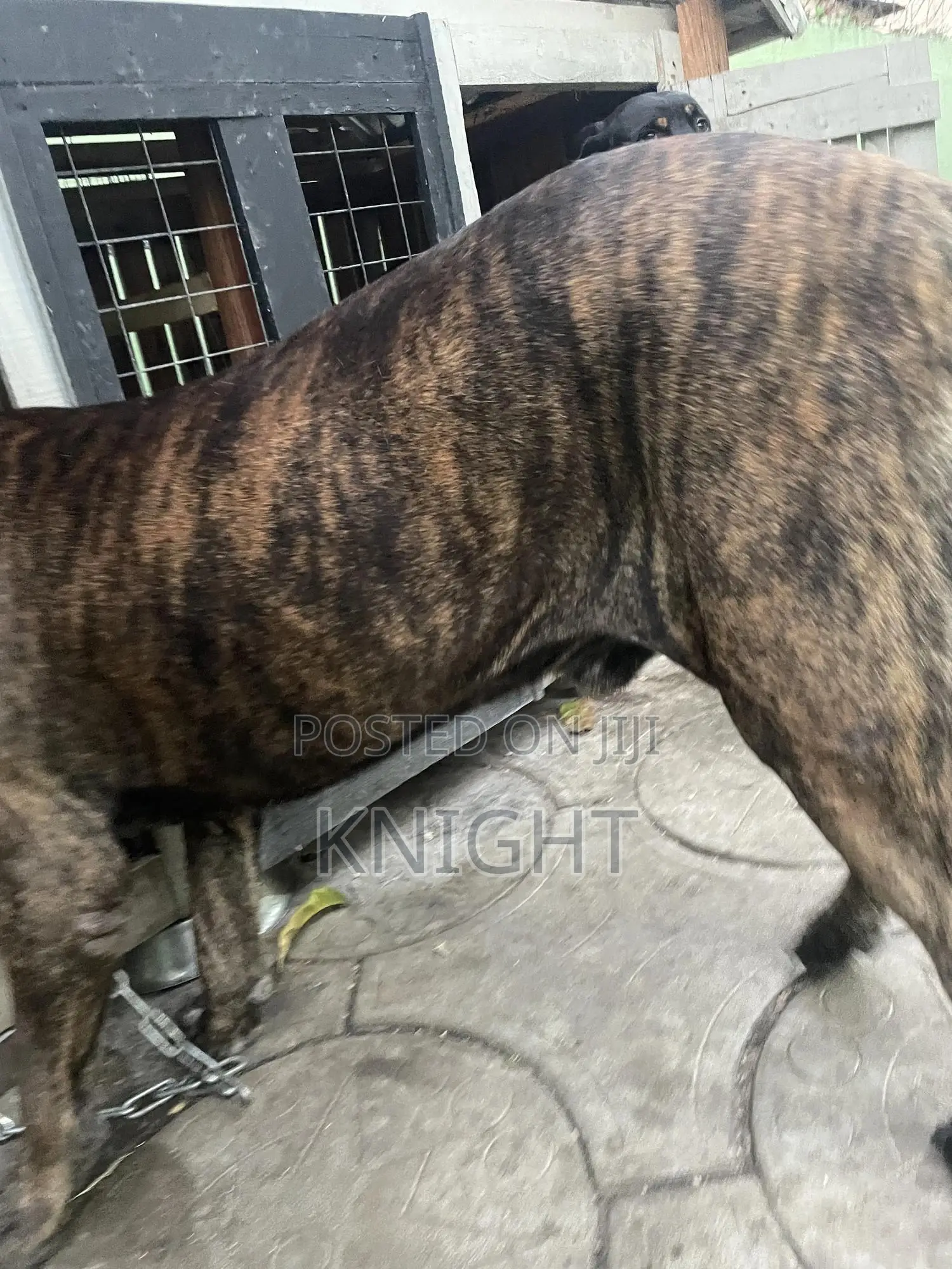 Male Brindle Pedigree Boerboel For Stud (Crossing)