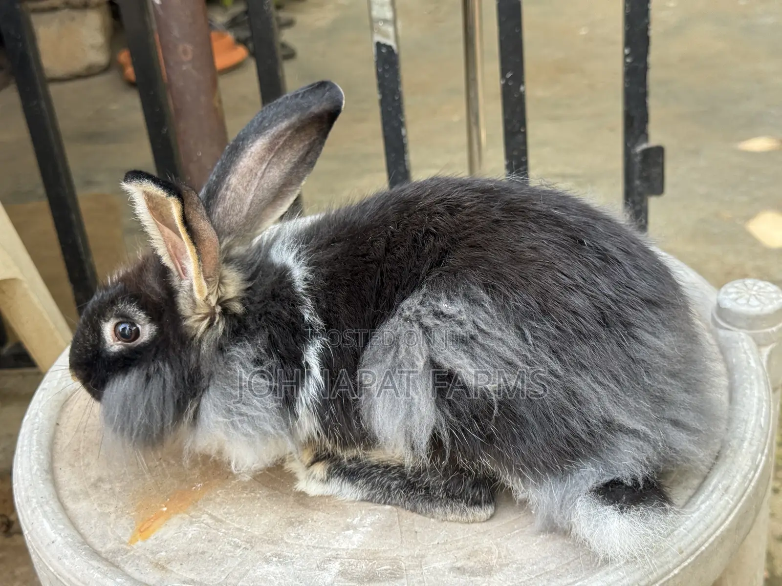 Healthy Hybrid Rabbit