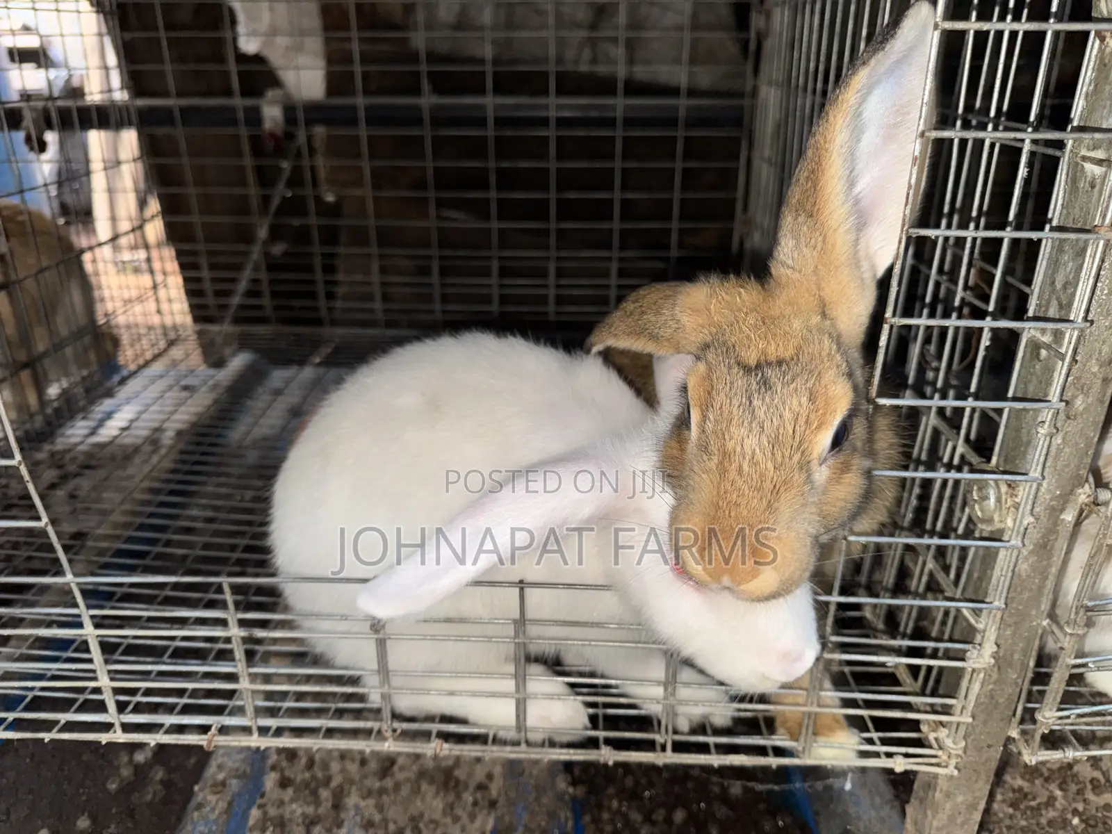 Healthy Hybrid Rabbit