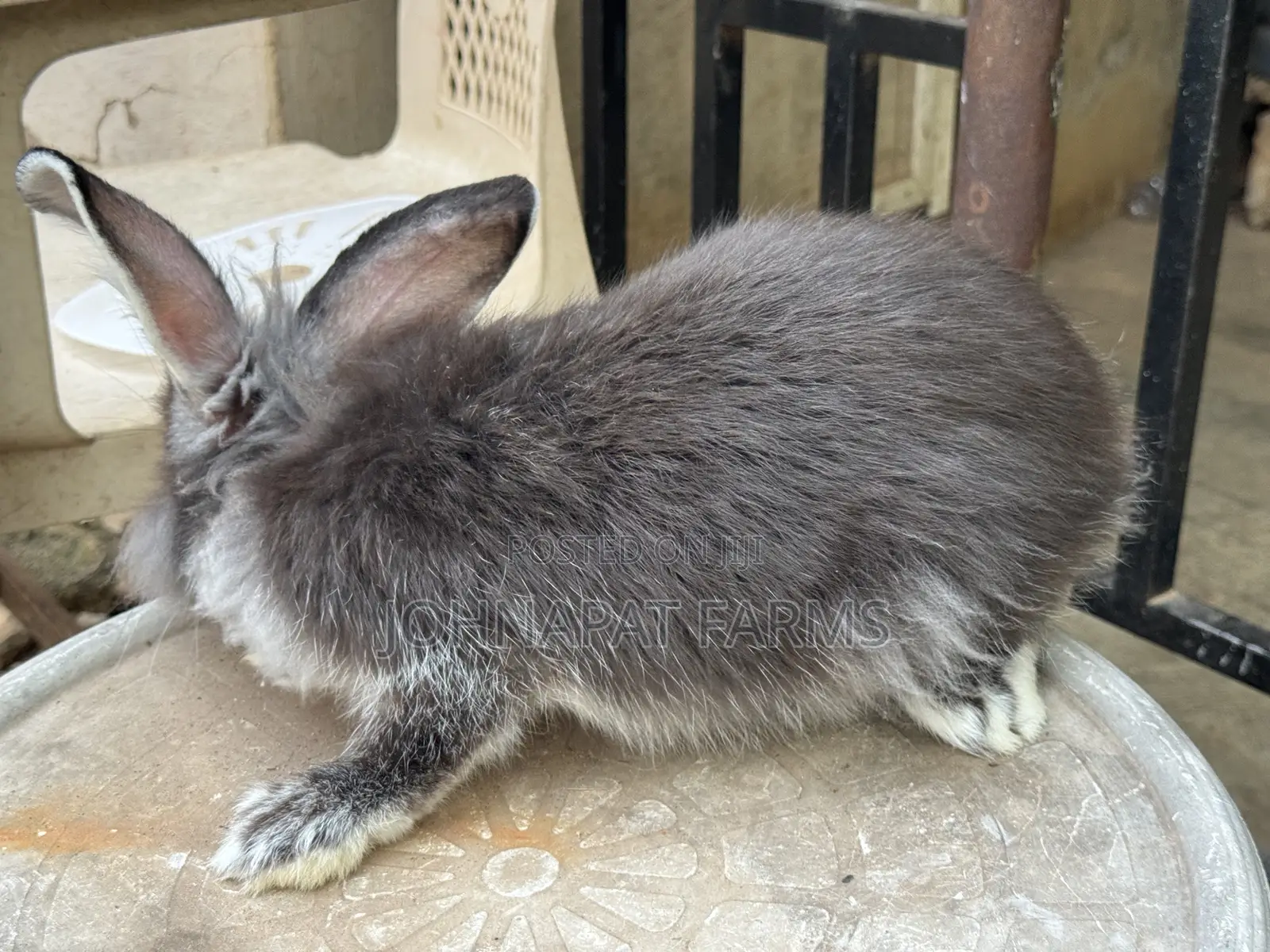 Healthy Hybrid Rabbit