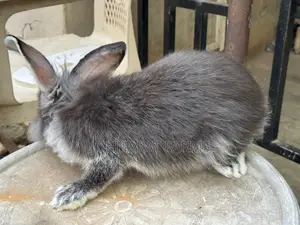 Healthy Hybrid Rabbit