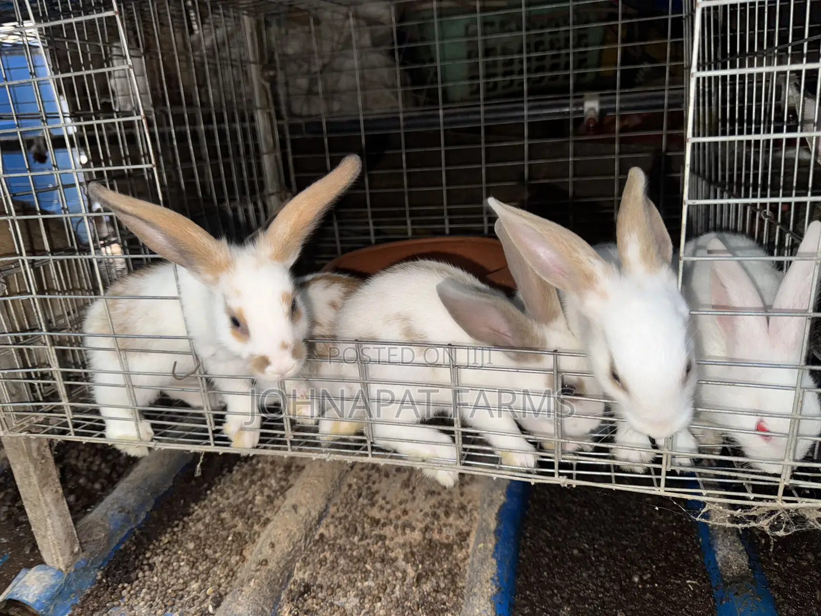 Healthy Hybrid Rabbit