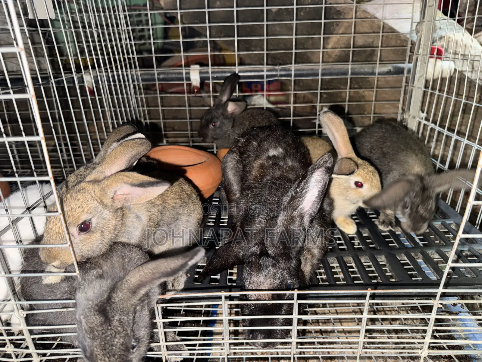 Healthy Hybrid Rabbit