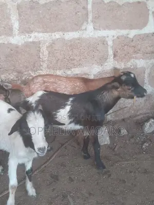 Goat for Sale