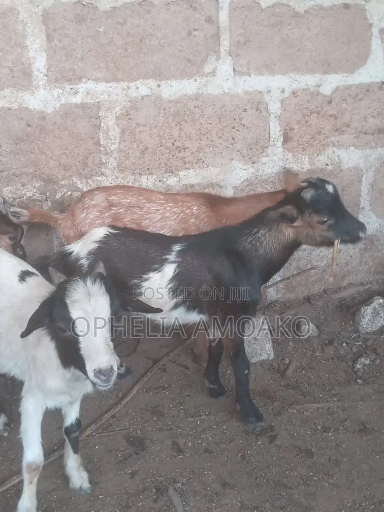 Goat for Sale