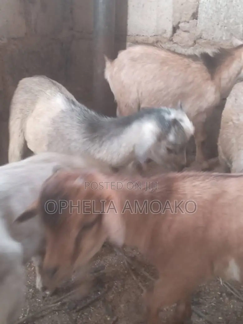 Goat for Sale