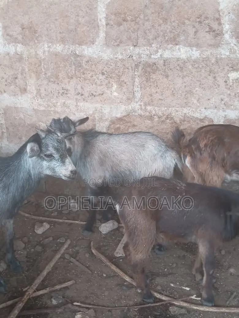 Goat for Sale