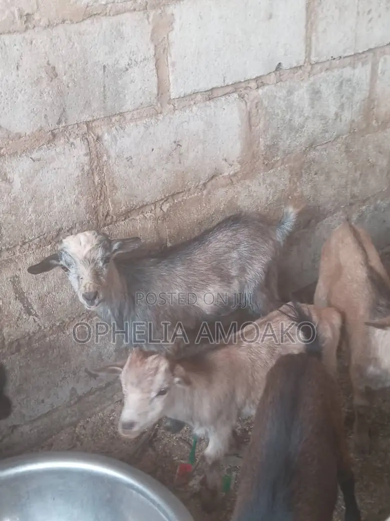 Goat for Sale