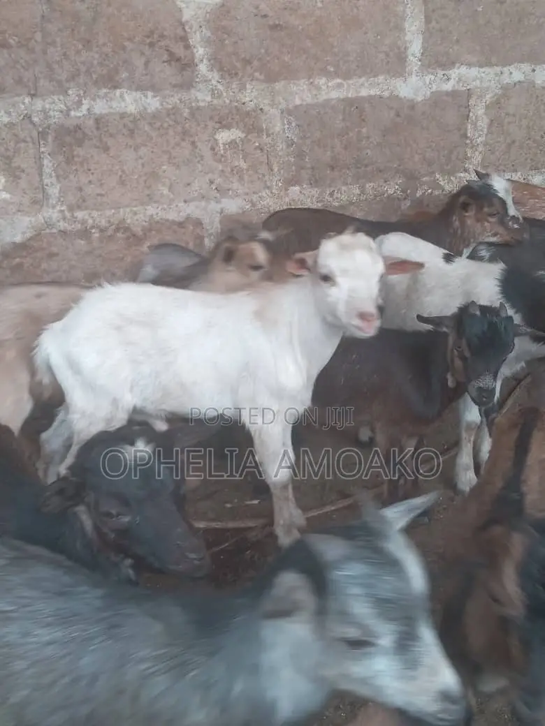 Goat for Sale
