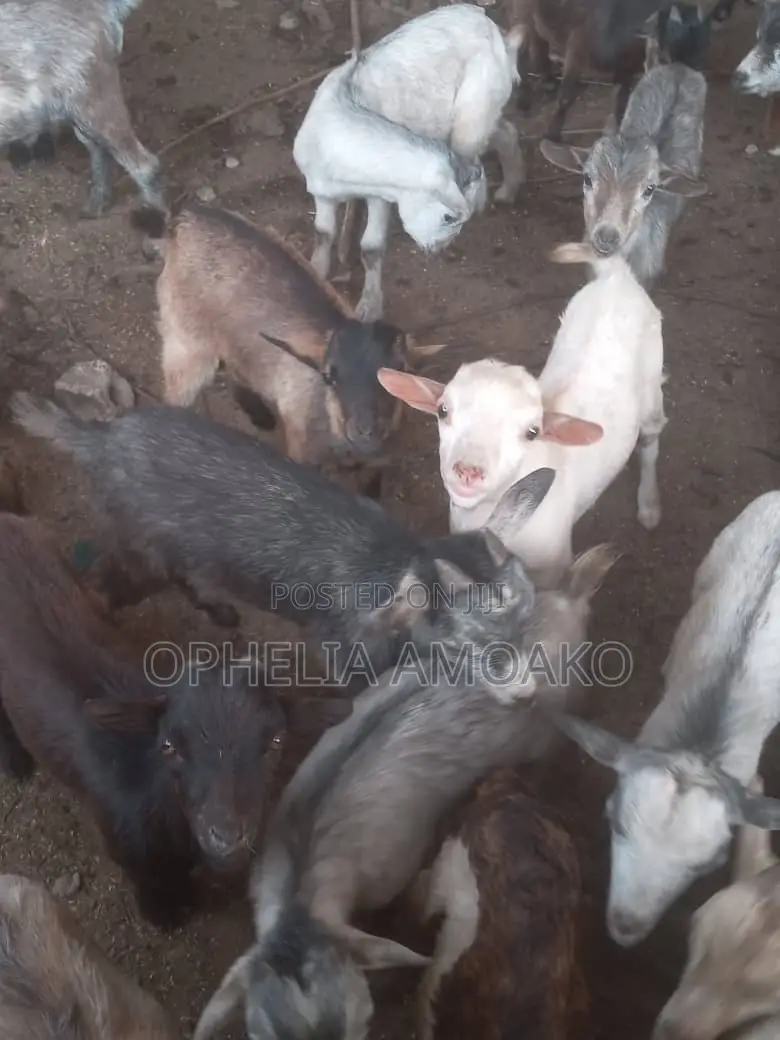 Goat for Sale