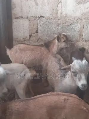 Goat for Sale