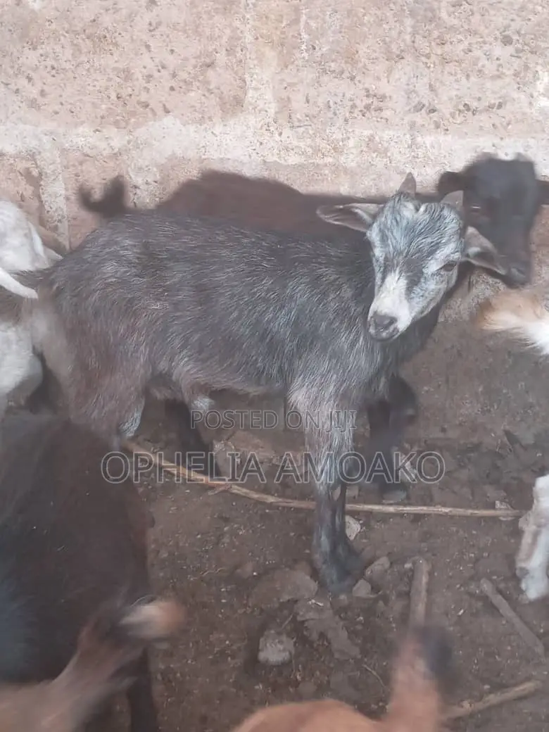 Goat for Sale