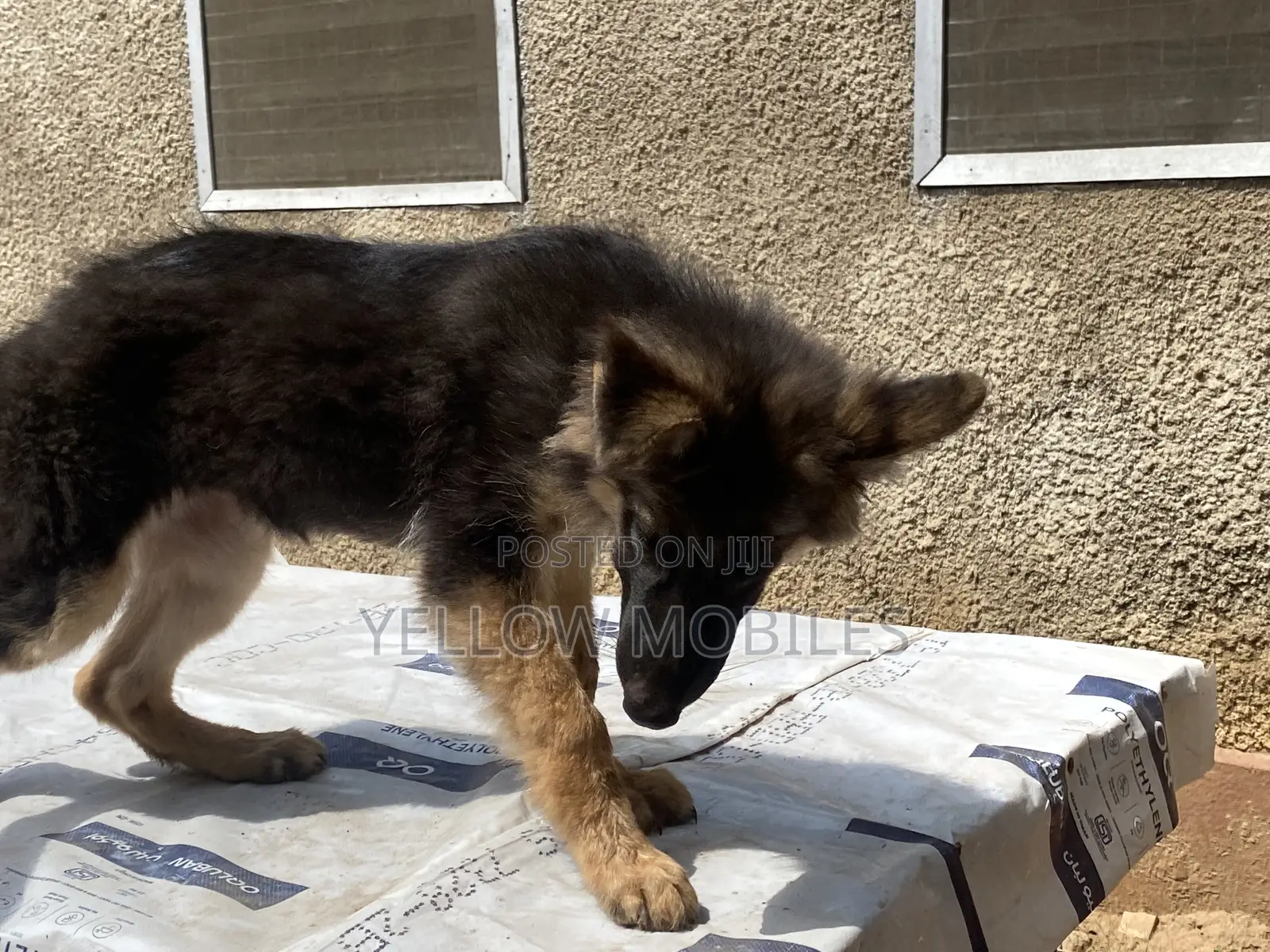 1-3 months Female Purebred German Shepherd