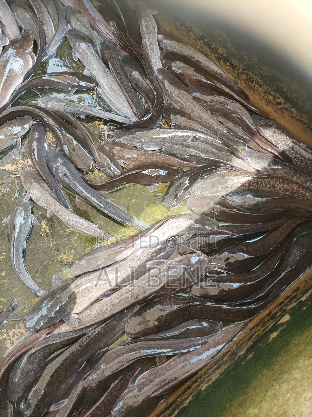 Catfish 1kilo