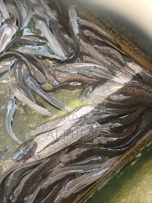 Catfish 1kilo