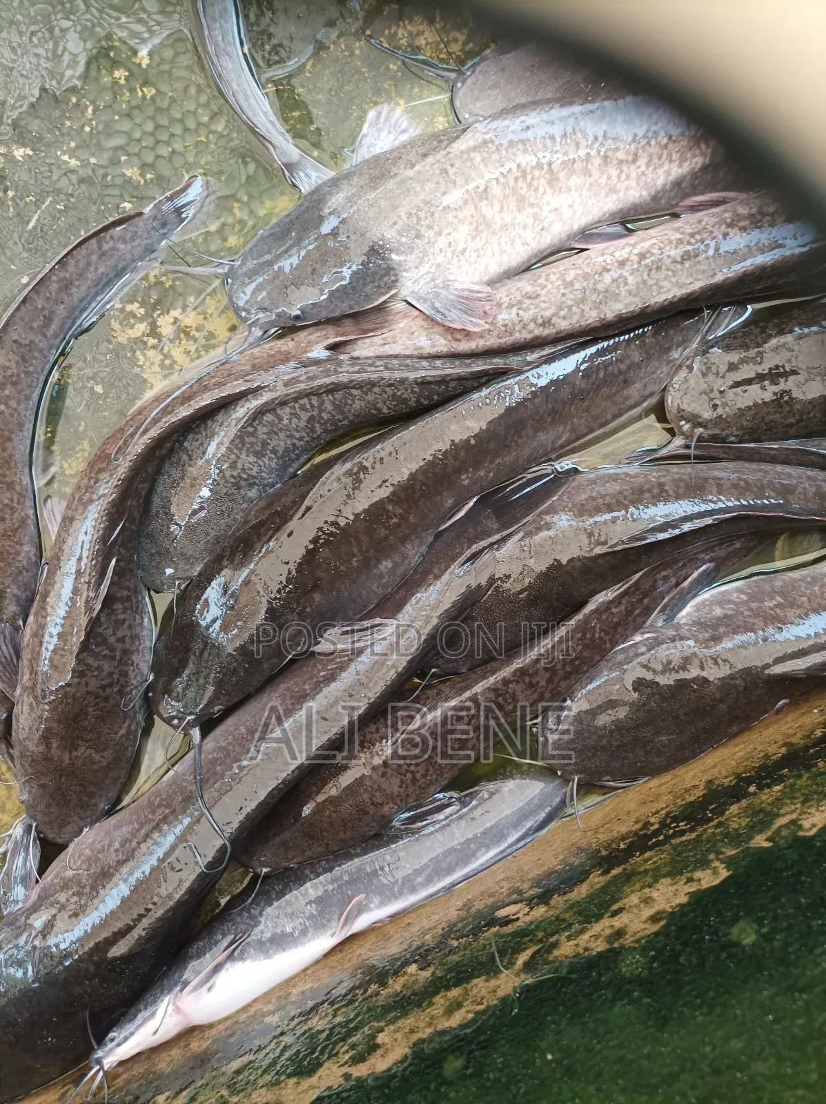 Catfish 1kilo