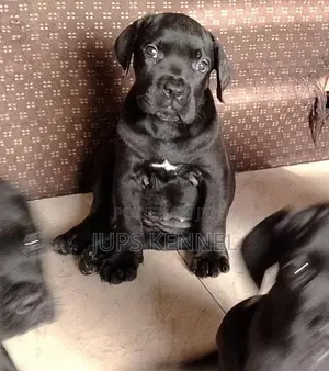 1-3 months Female Purebred Cane Corso