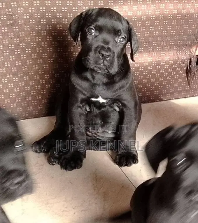 1-3 months Female Purebred Cane Corso