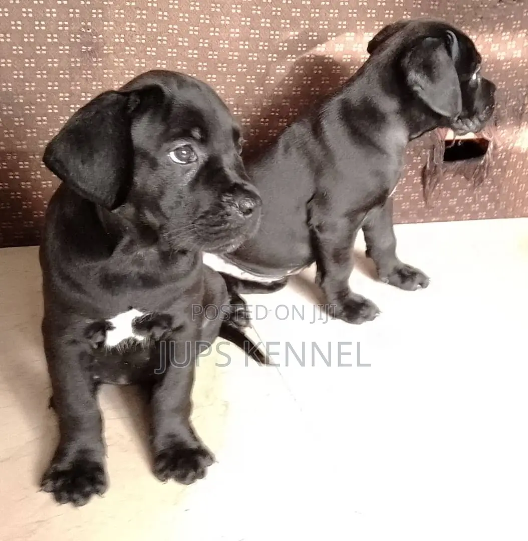 1-3 months Female Purebred Cane Corso