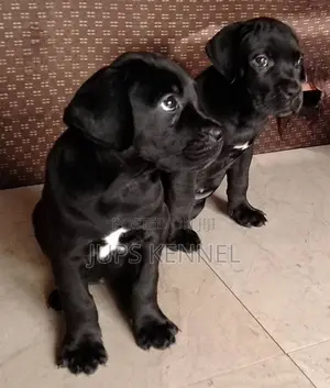 1-3 months Female Purebred Cane Corso
