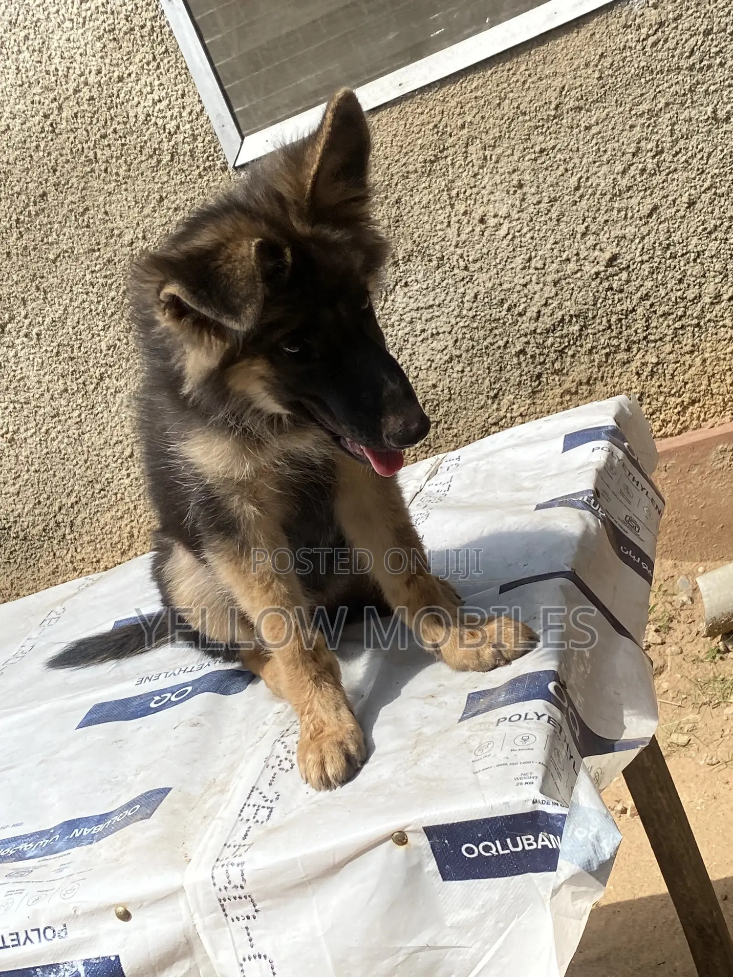 1-3 months Female Purebred German Shepherd
