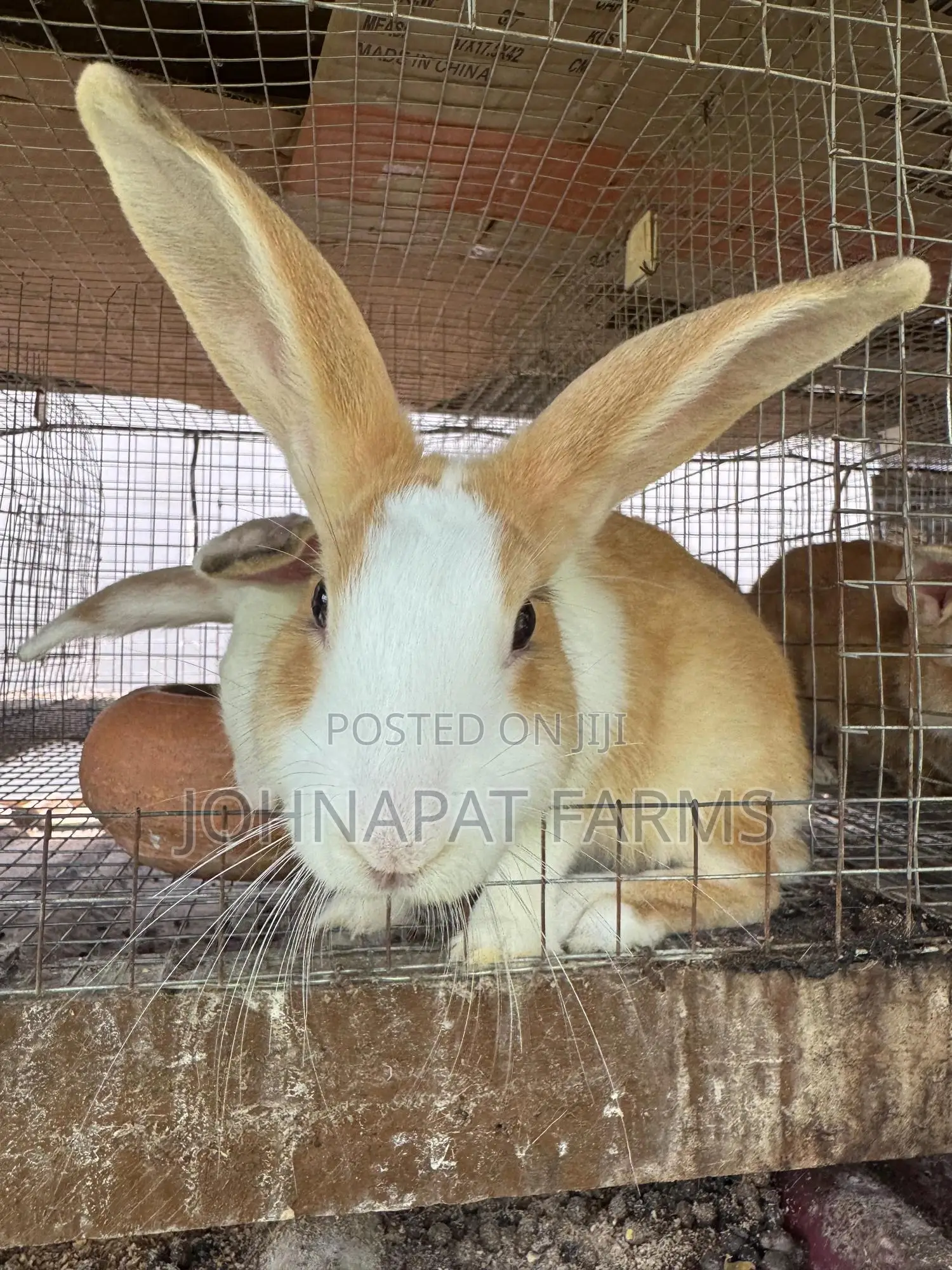 Healthy Hybrid Rabbit