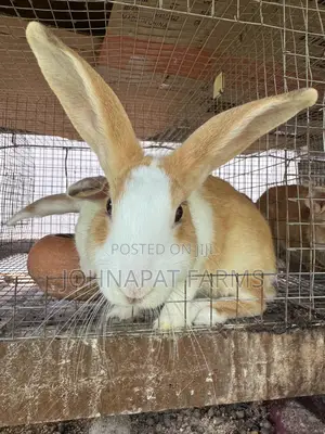 Healthy Hybrid Rabbit