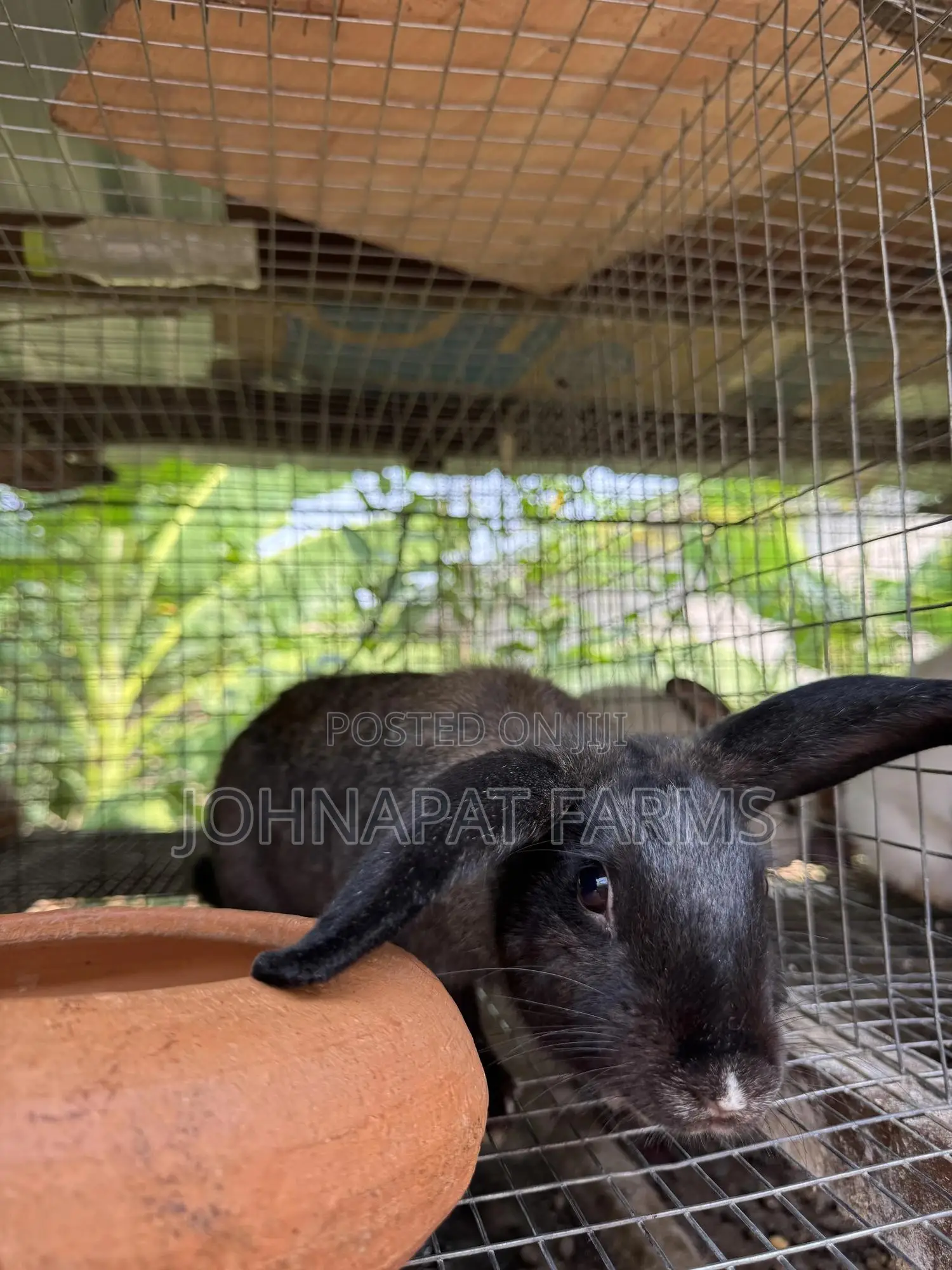 Healthy Hybrid Rabbit