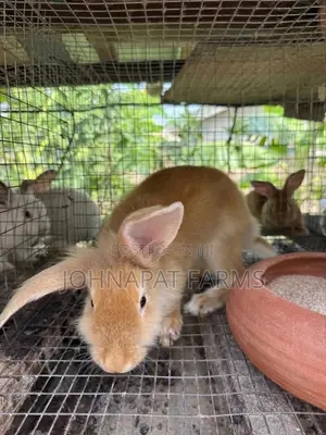Healthy Hybrid Rabbit