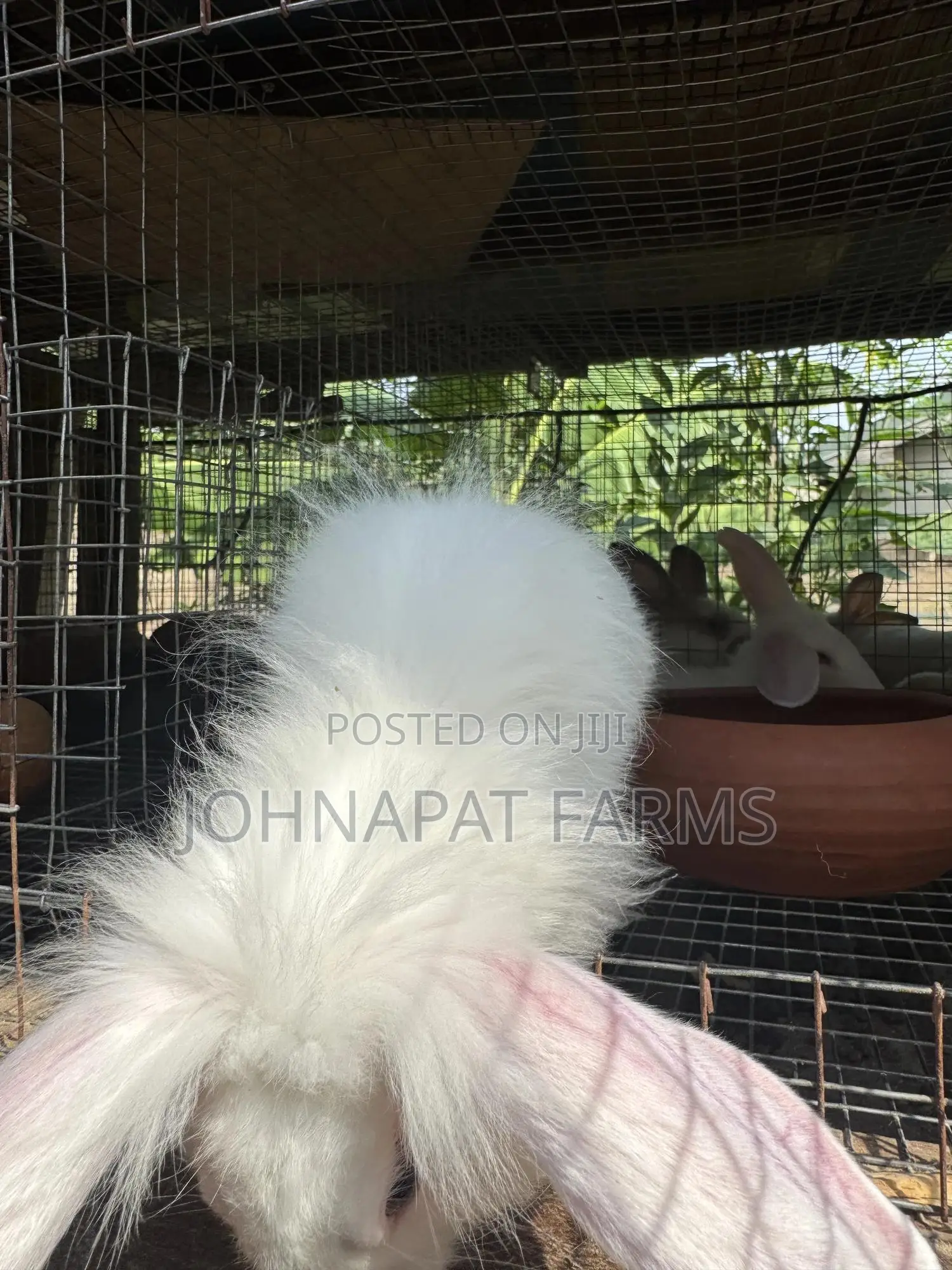 Healthy Hybrid Rabbit