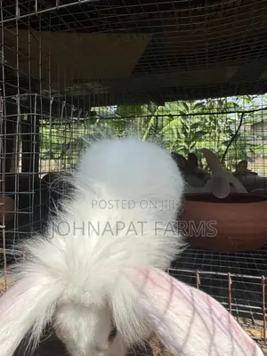 Healthy Hybrid Rabbit