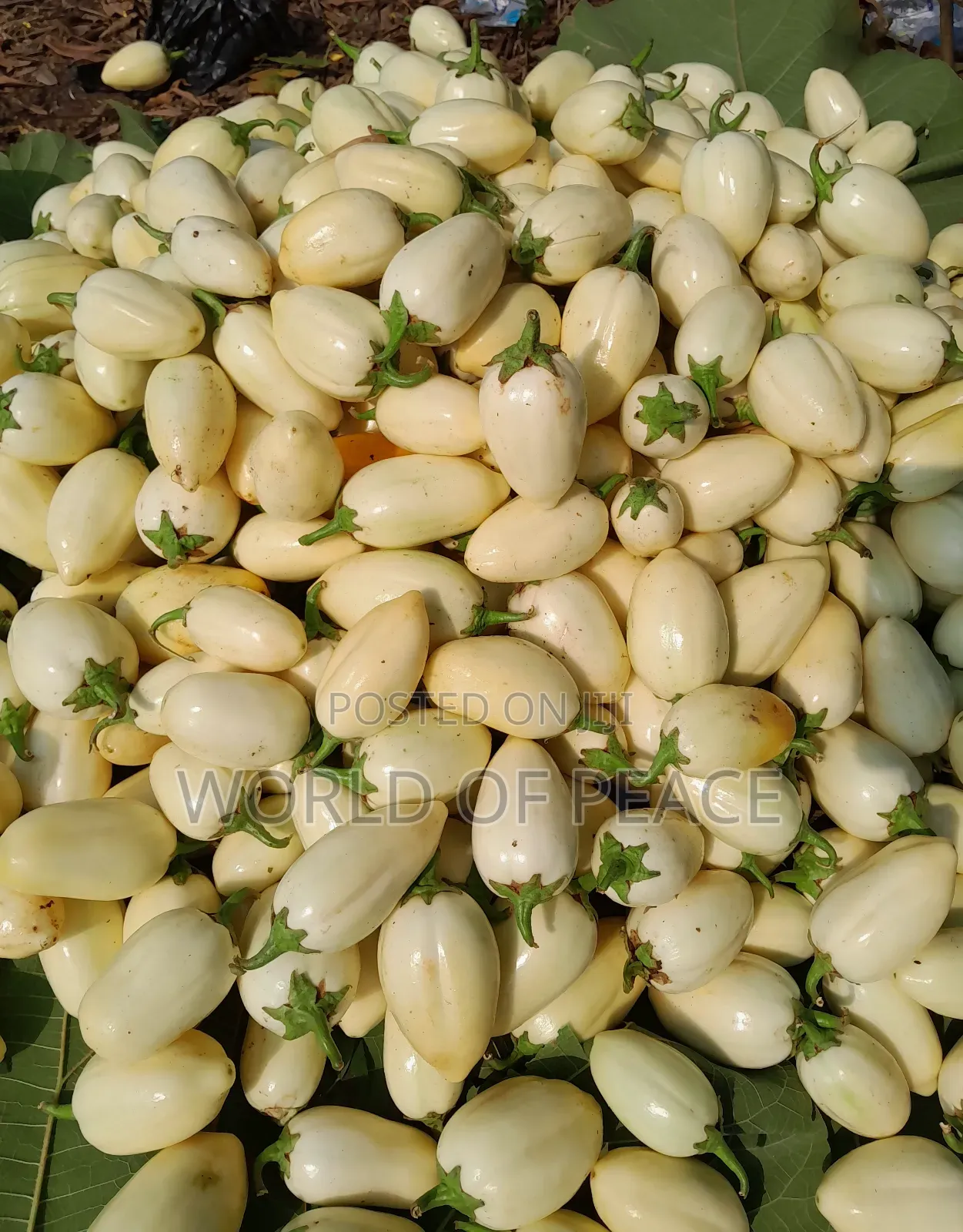 Egg Plant Seed for Sale