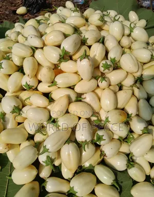Egg Plant Seed for Sale