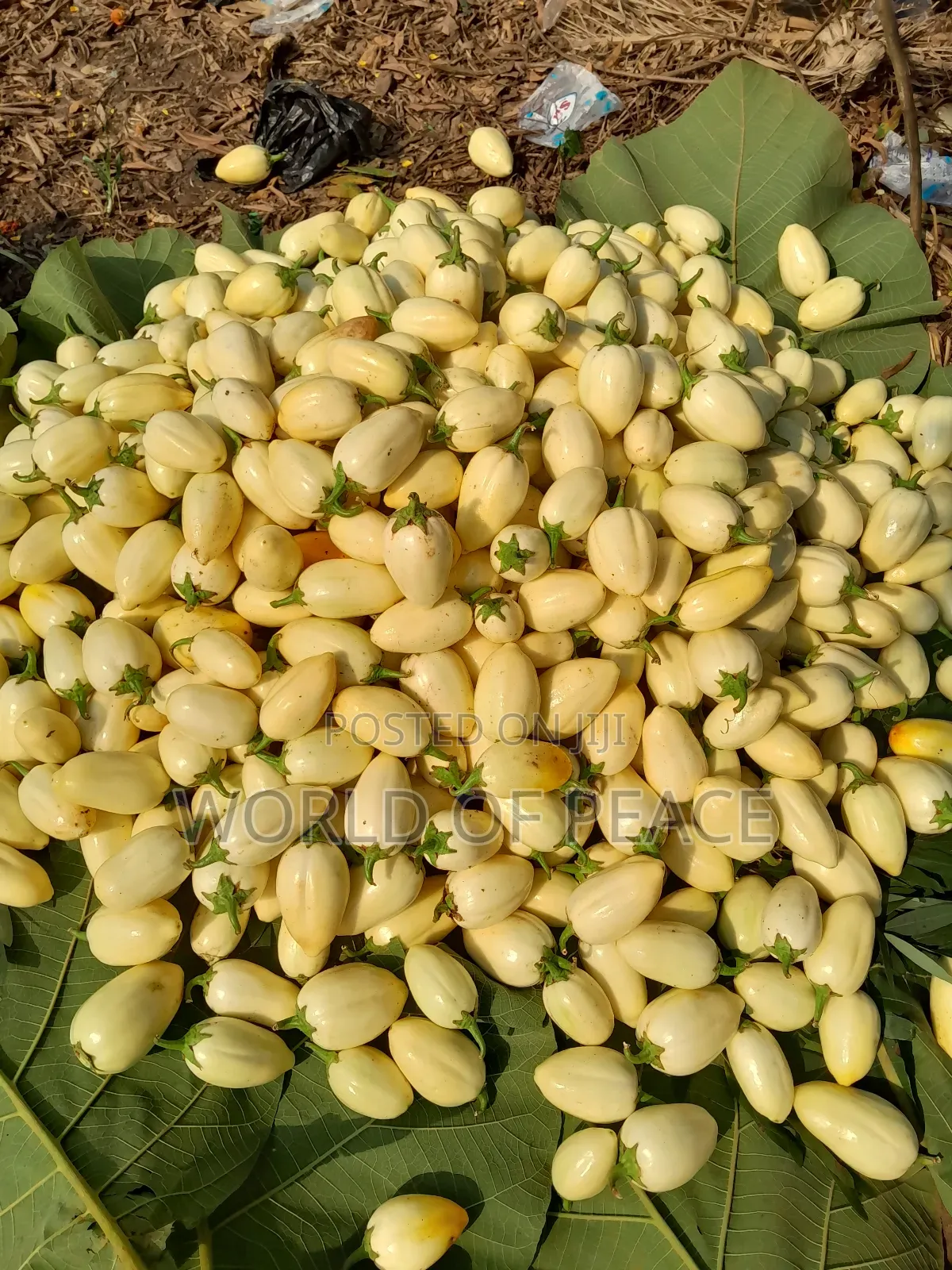 Egg Plant Seed for Sale