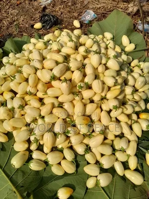 Egg Plant Seed for Sale