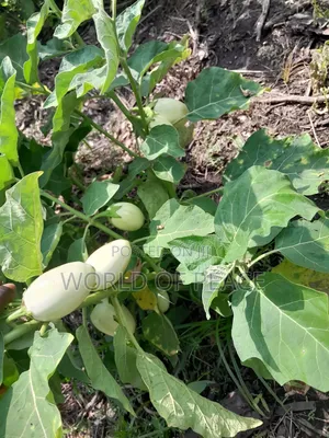 Egg Plant Seed for Sale