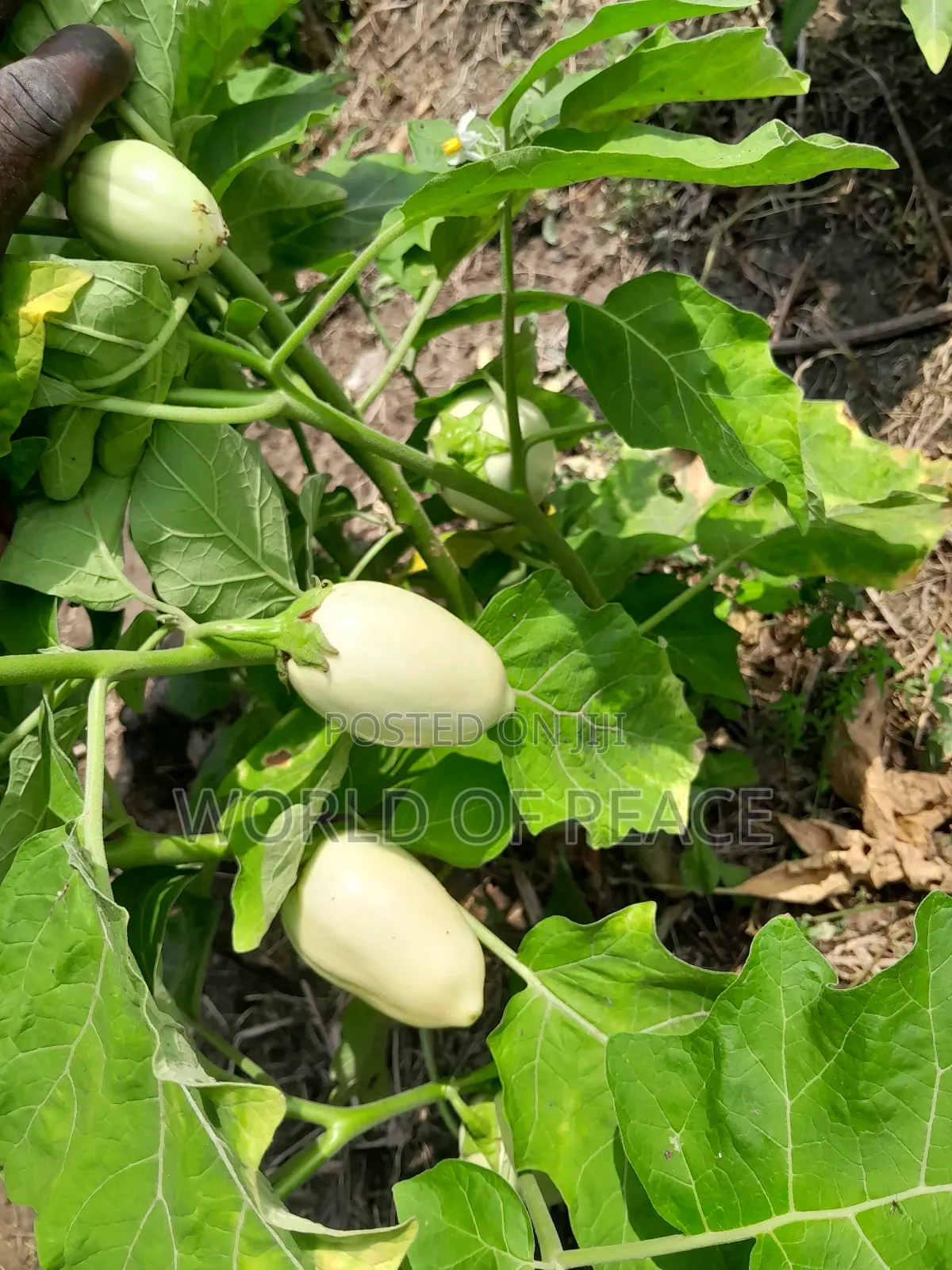 Egg Plant Seed for Sale