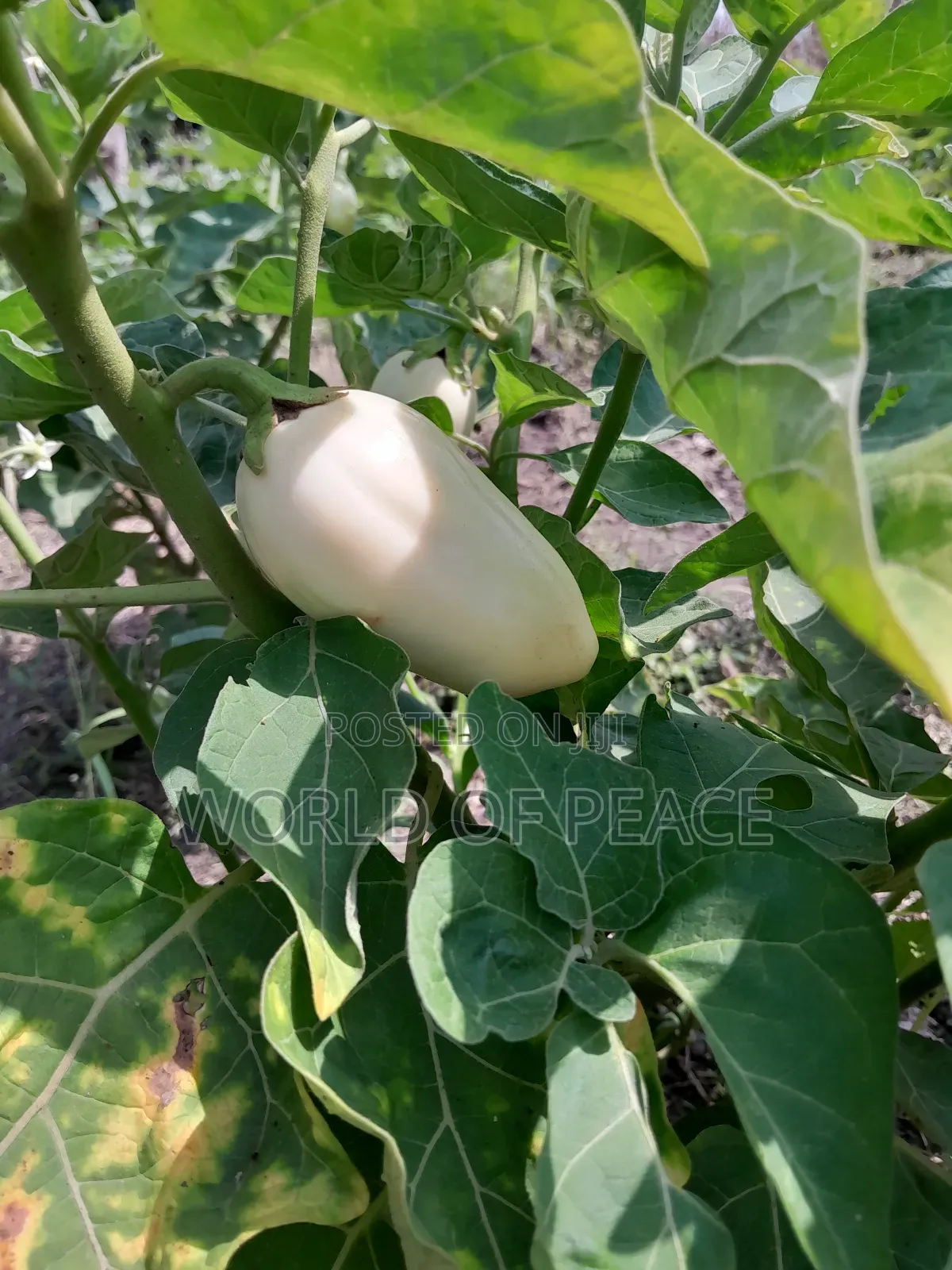 Egg Plant Seed for Sale