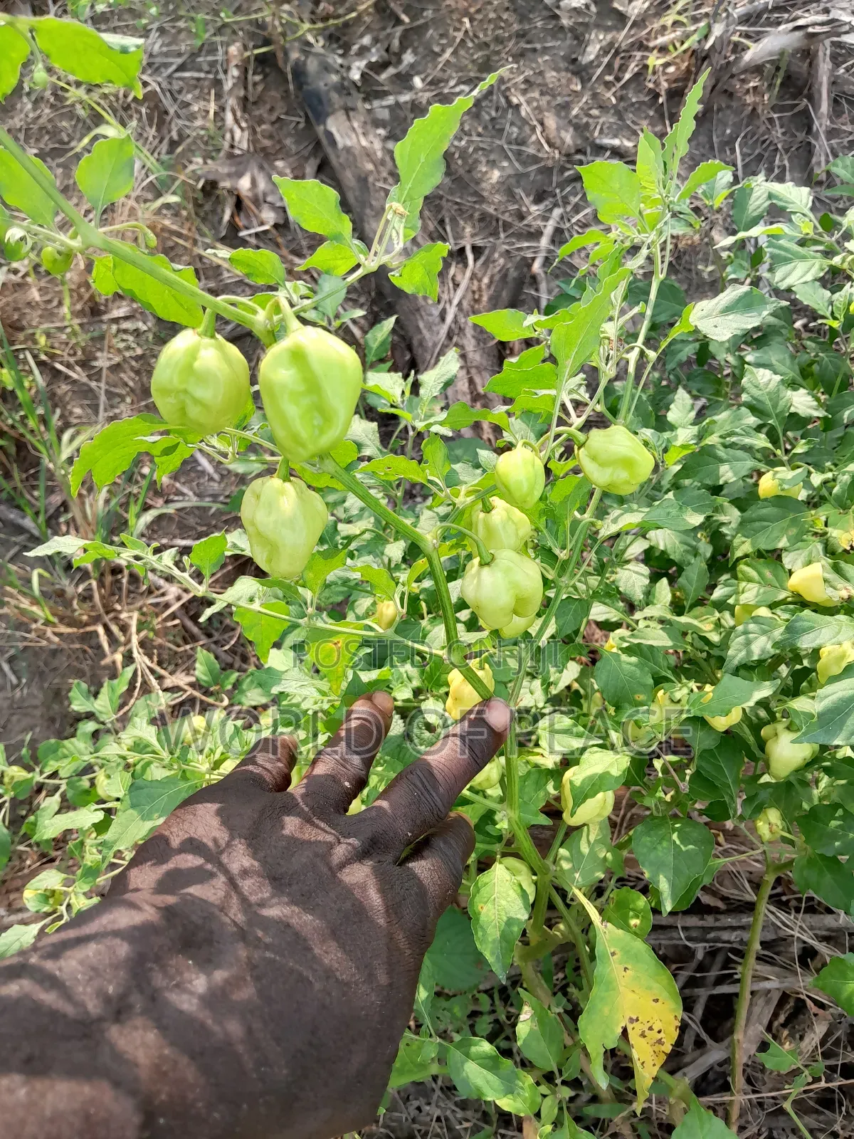 Perper Seed Is for Sale