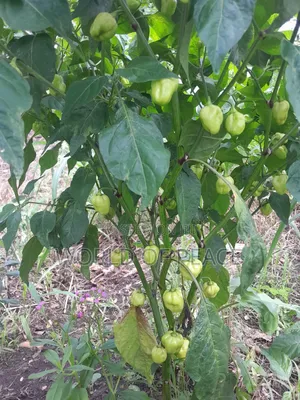 Perper Seed Is for Sale