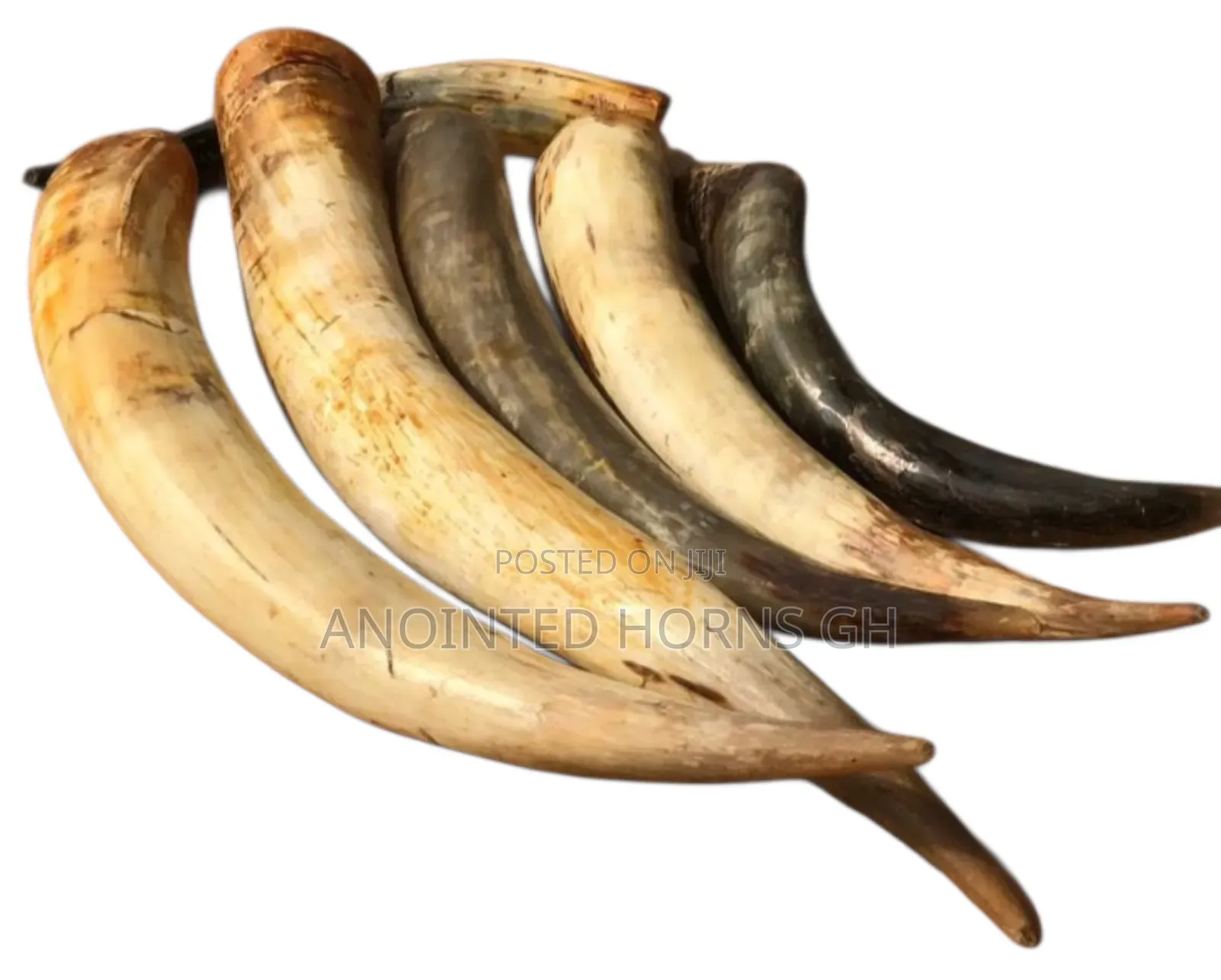 Original Treated Horn