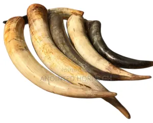 Original Treated Horn