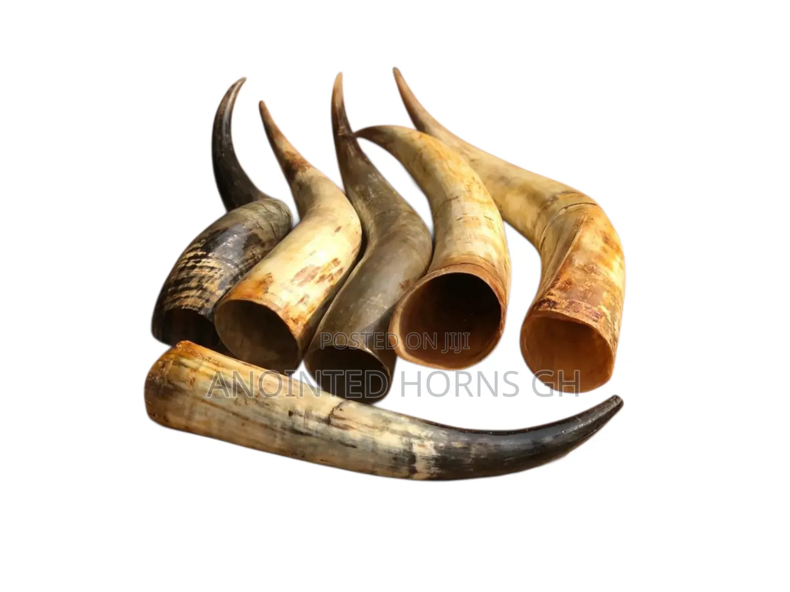 Original Treated Horn
