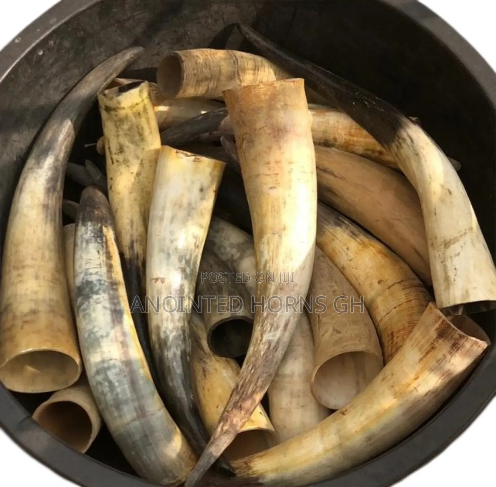 Original Treated Horn