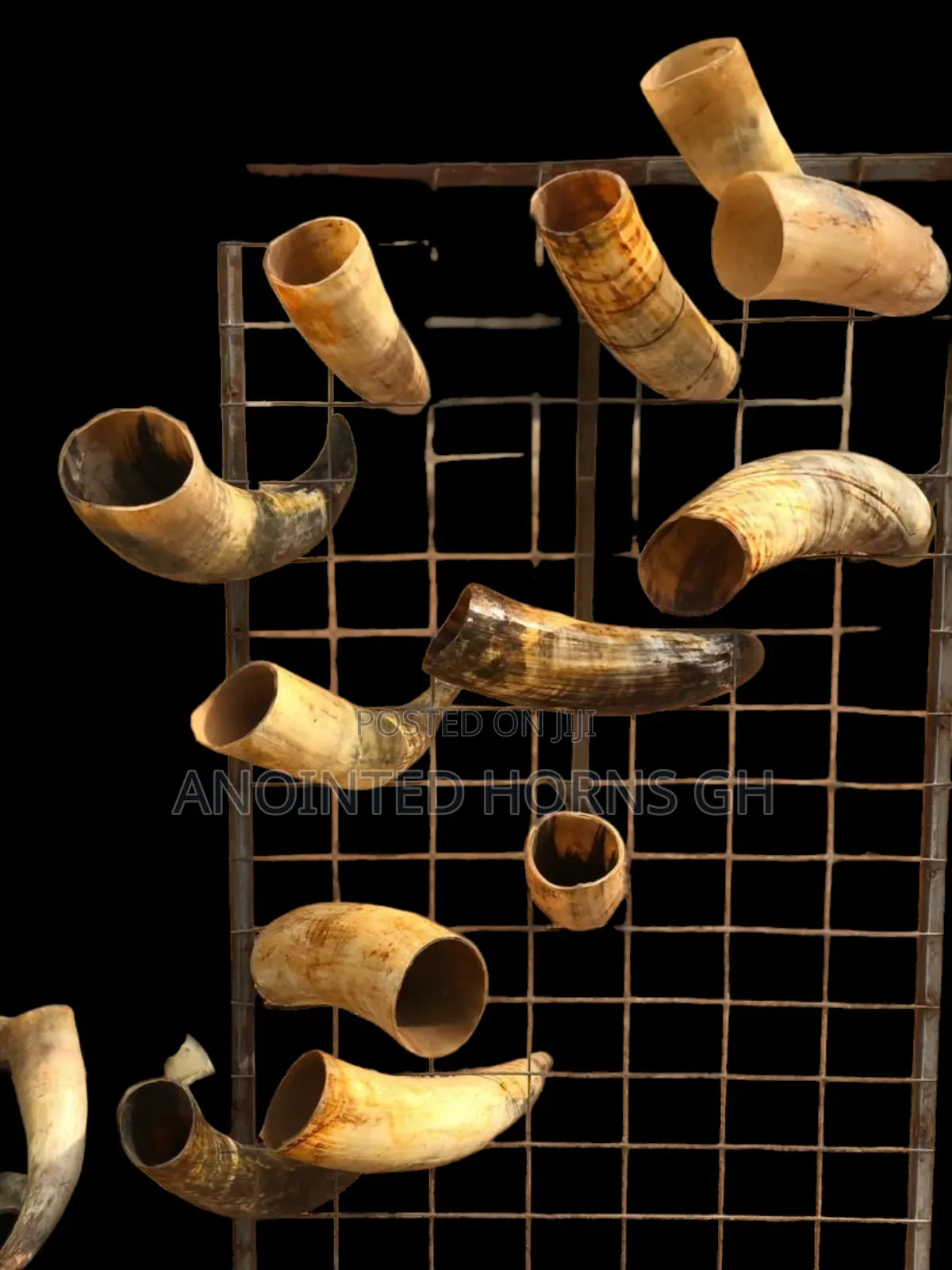 Original Treated Horn