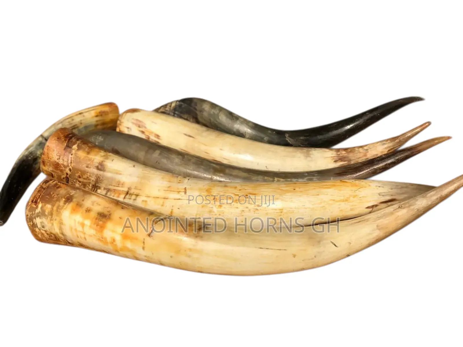 Original Treated Horn